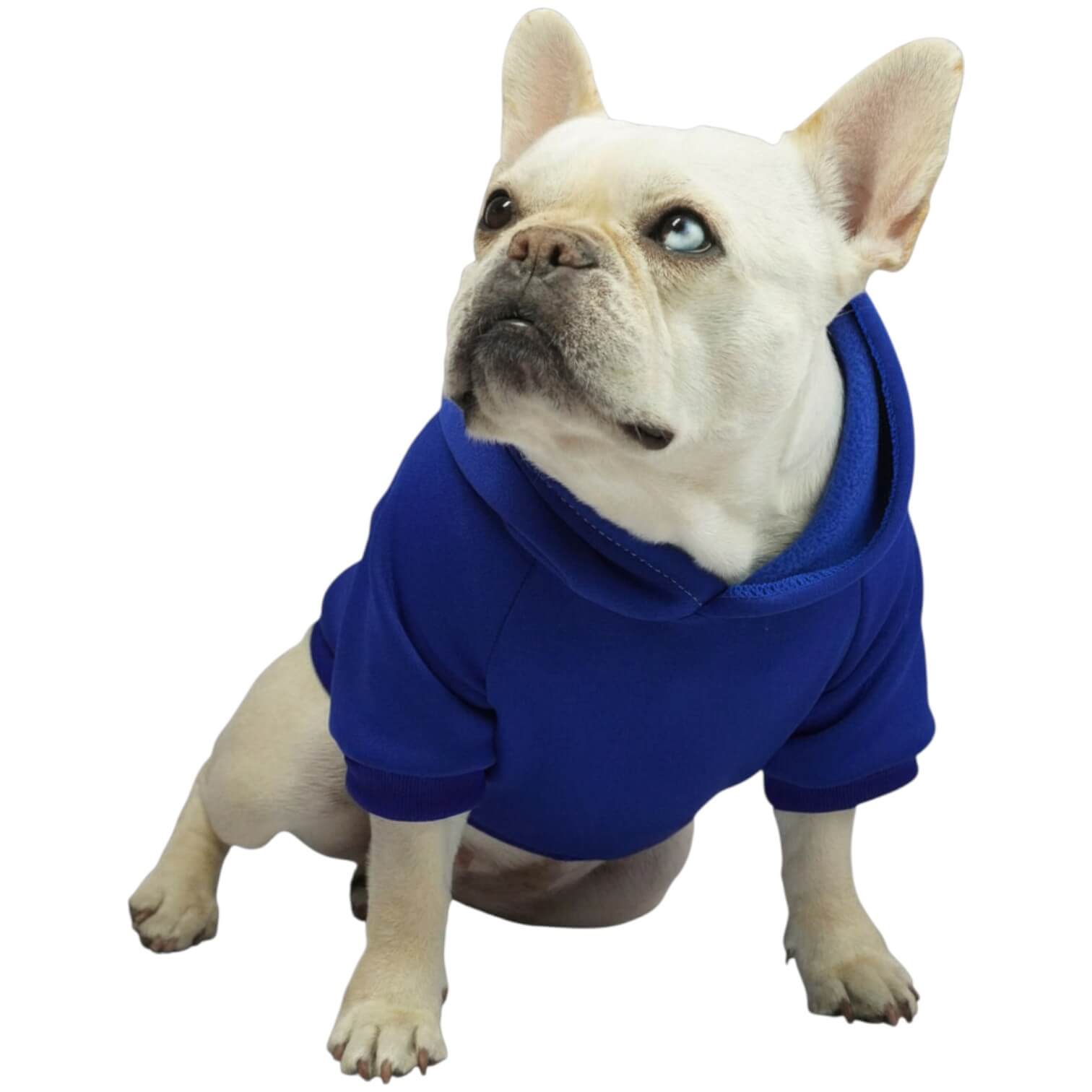 Buzo anime Dragon Ball para perros y gatos en algodón 
perchado azul vista frontal - Animal Power Colombia
5