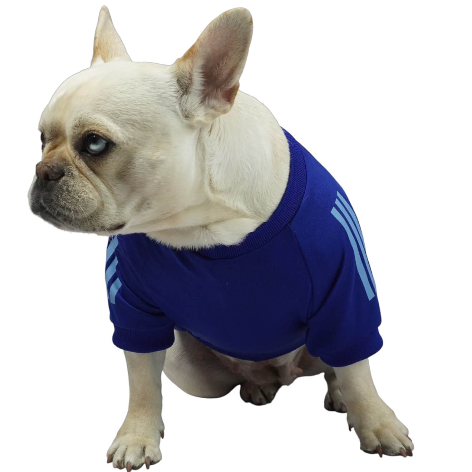  Camiseta Millonarios para perros y gatos en tela deportiva 
azul vista frontal - Animal Power Colombia

