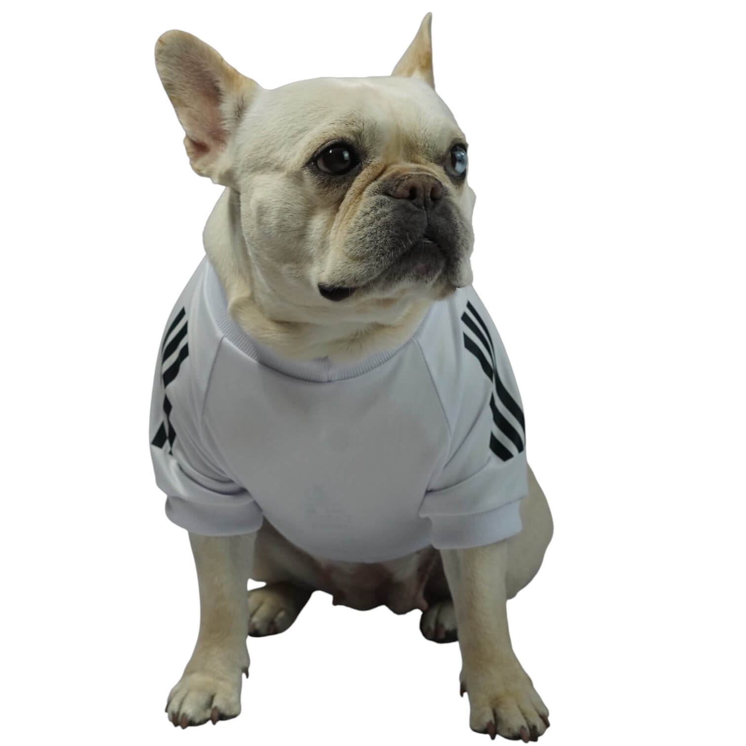 Camiseta Real Madrid para perros y gatos en tela deportiva 
blanca vista frontal - Animal Power Colombia
