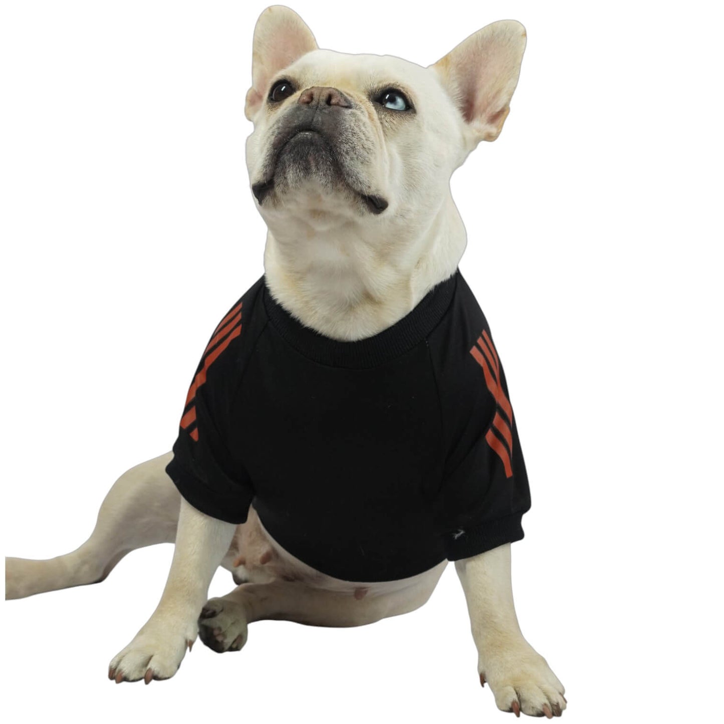 Camiseta Selección Colombia negra para perros y gatos 
en tela deportiva vista frontal - Animal Power Colombia
