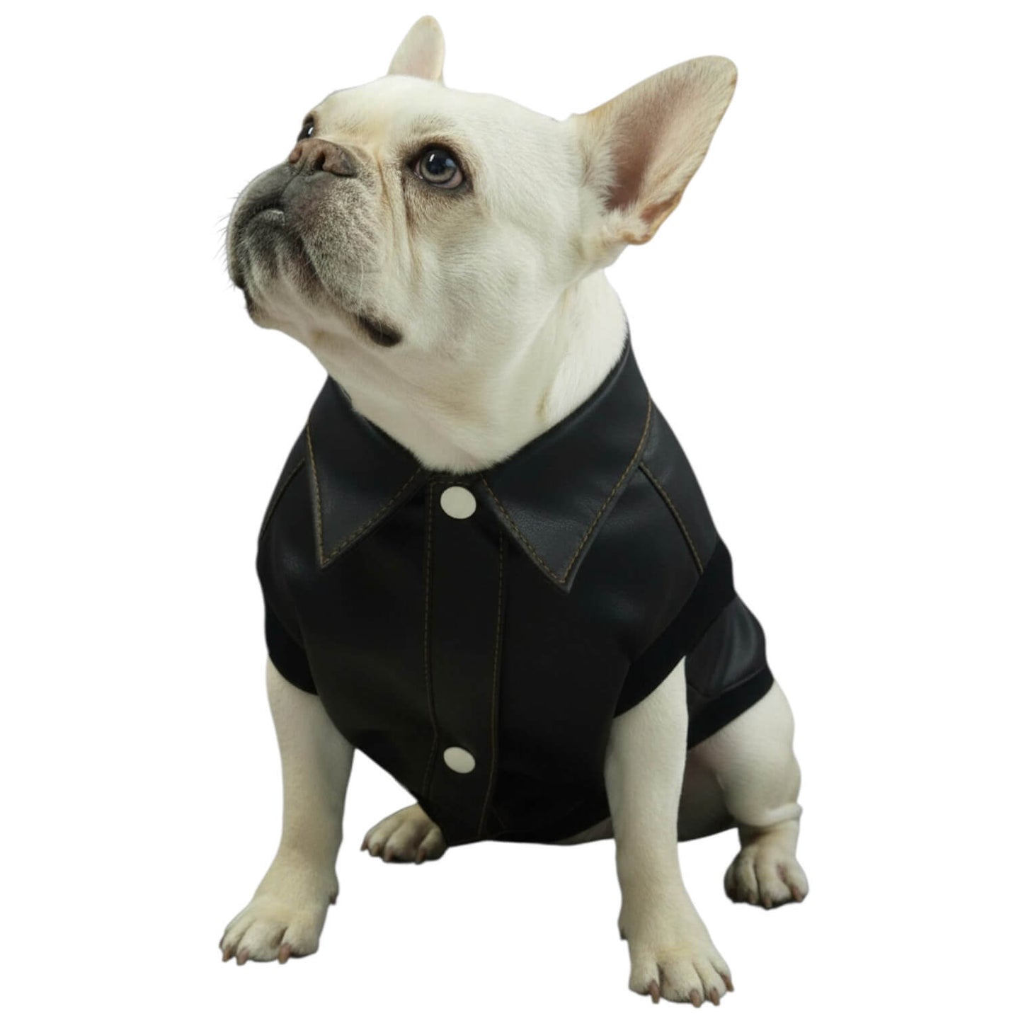 Chaleco Astronauta para perros y gatos en cuerina negra 
vista frontal con estampado DTF - Animal Power Colombia
5