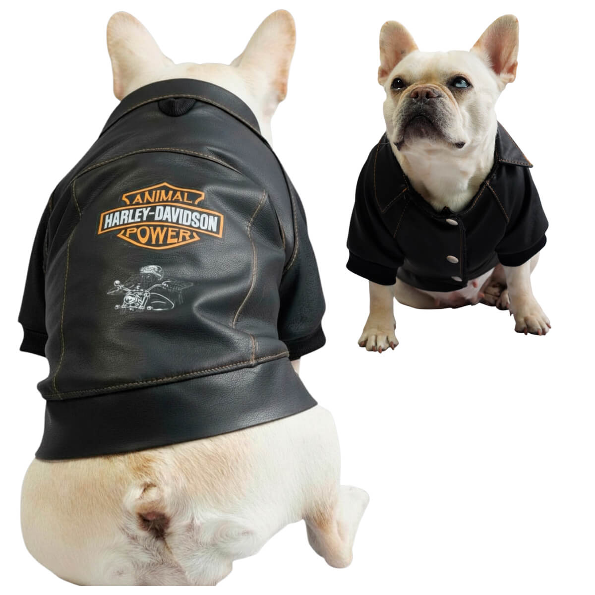 Chaqueta Harley para perros en cuerina negra vista trasera 
con estampado DTF Animal Power - Animal Power Colombia
