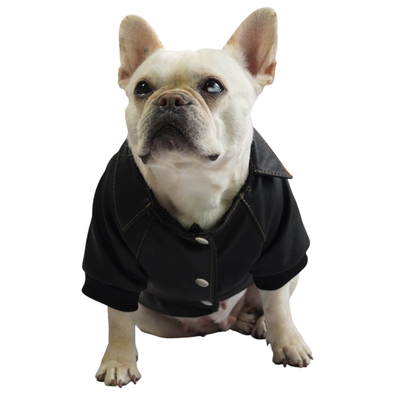 Chaqueta Harley para perros en cuerina negra vista trasera 
con estampado DTF Animal Power - Animal Power Colombia
6