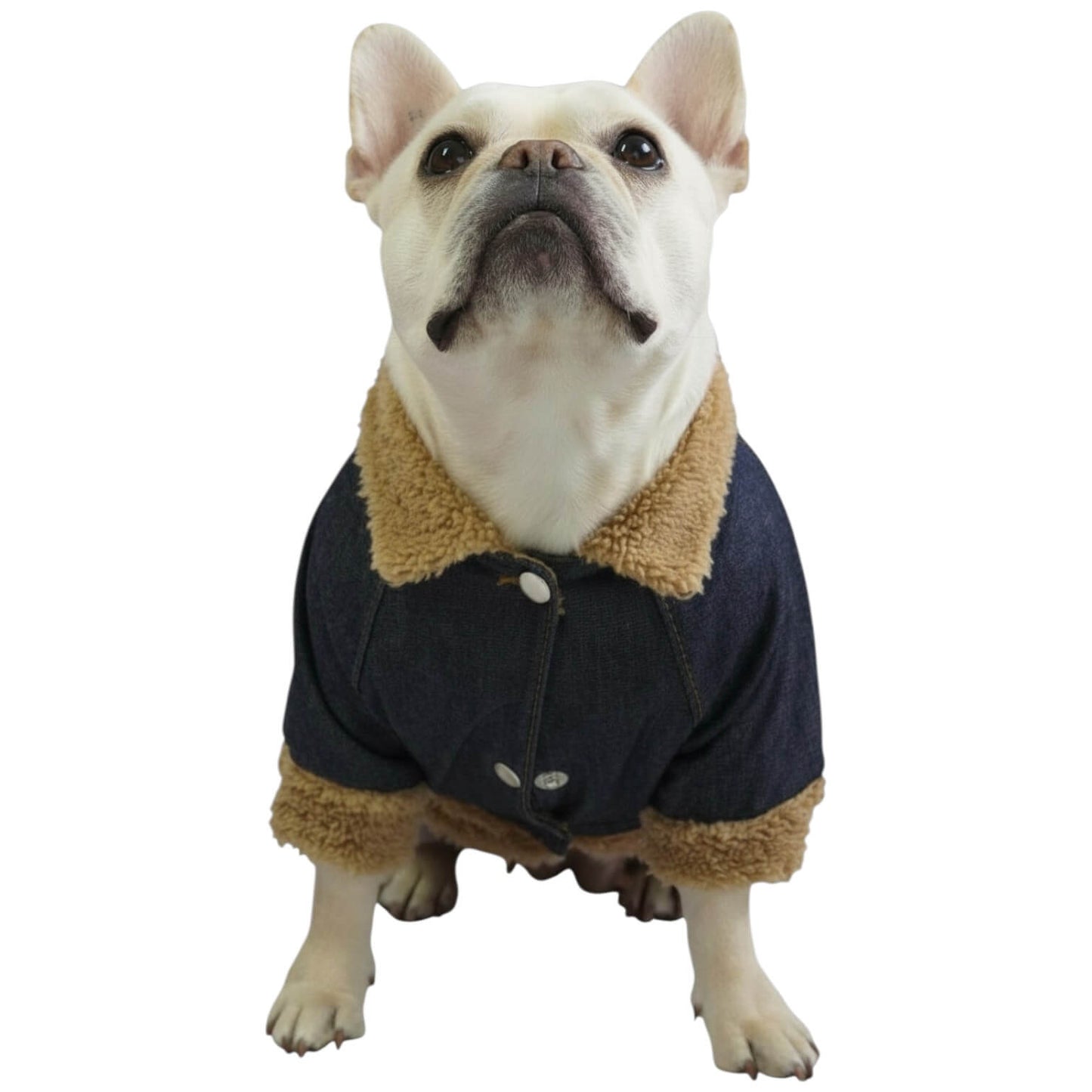  Chaqueta jean Girl Power para perros y gatos vista frontal 
- Animal Power Colombia
JEAN