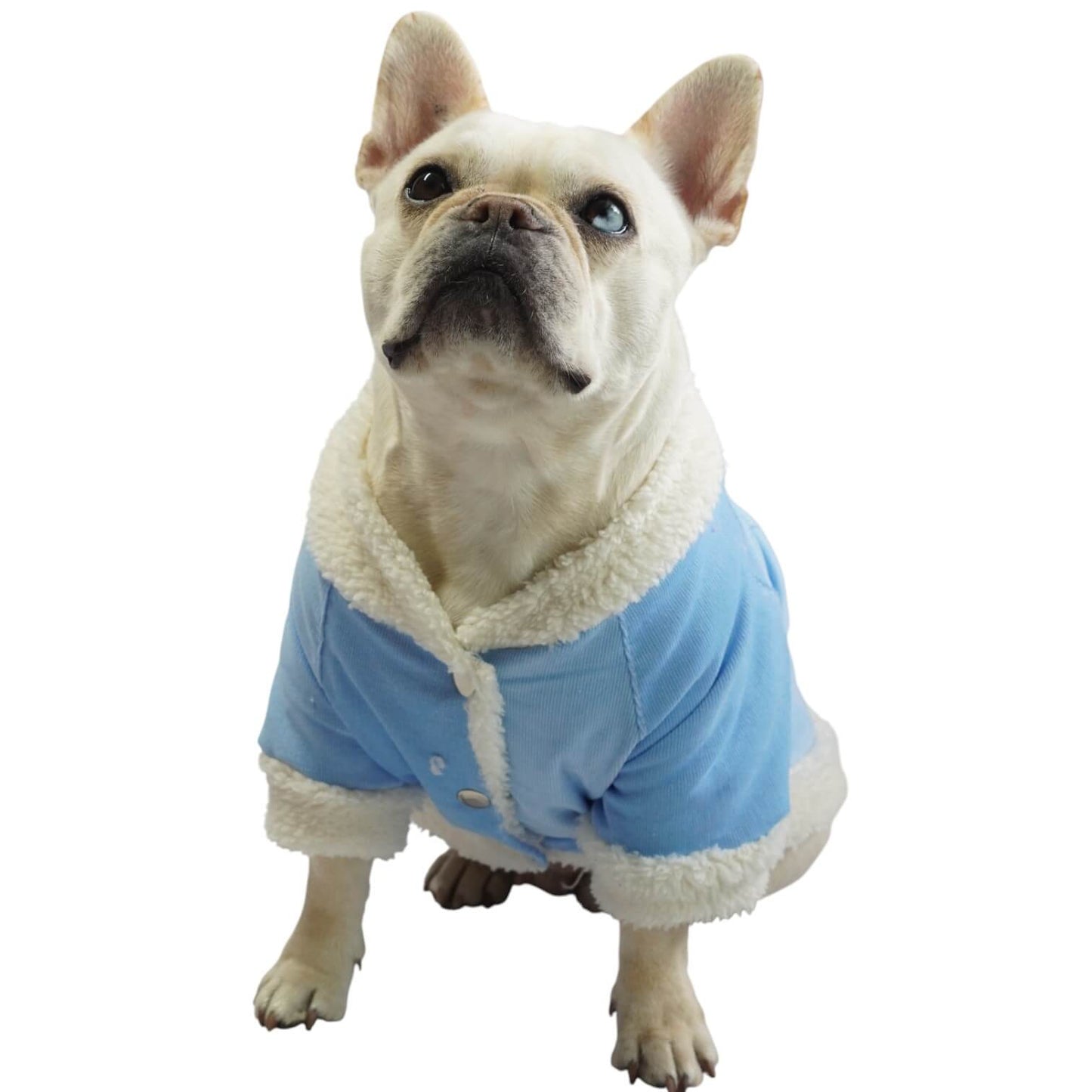 Chaqueta de pana azul para perros y gatos vista frontal 
con marquilla Animal Power Colombia
7