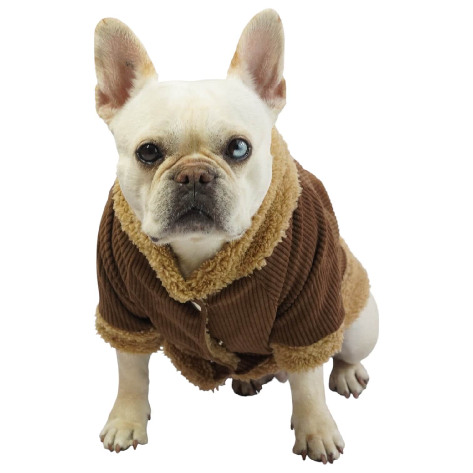 Chaqueta de pana café para perros y gatos vista frontal 
con marquilla Animal Power Colombia
