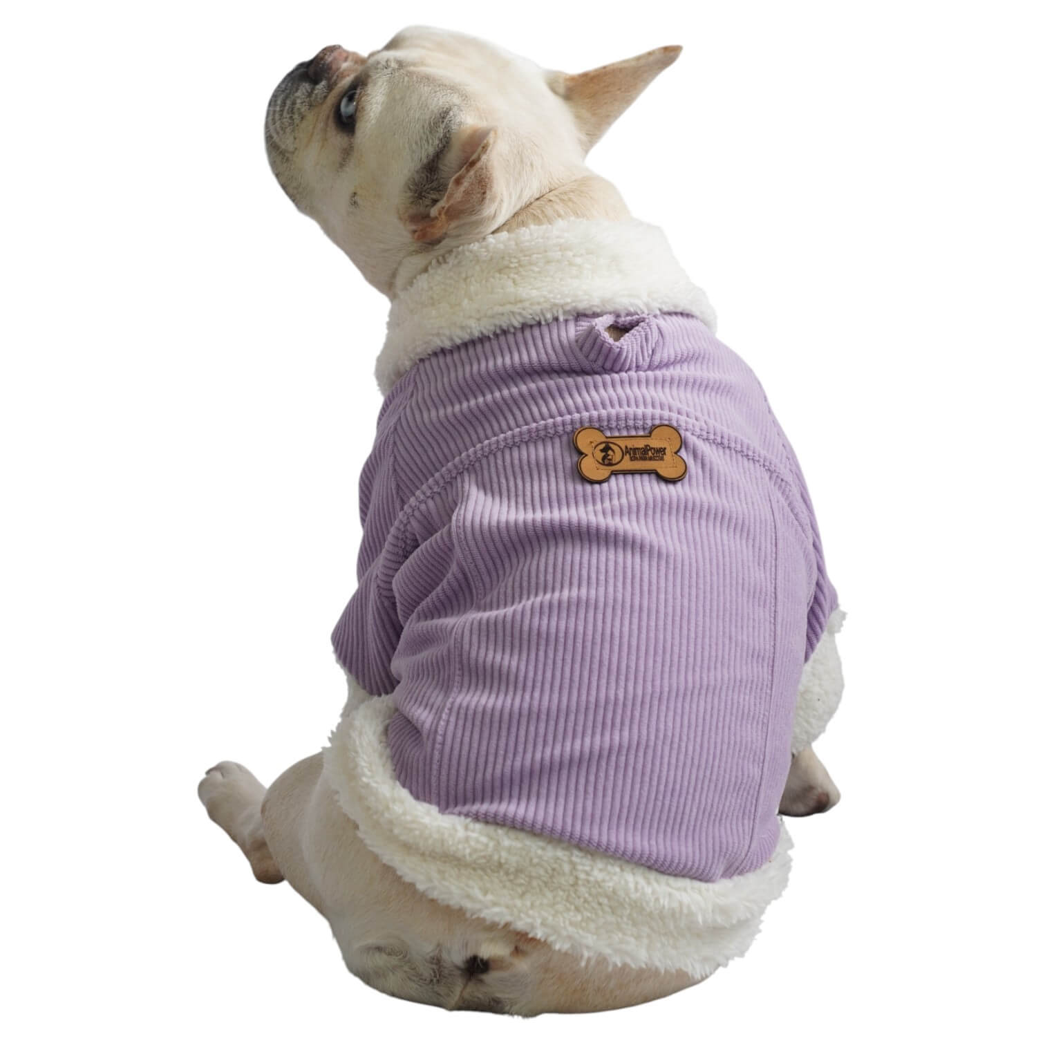 Chaqueta de pana morada para perros y gatos vista frontal 
con marquilla Animal Power Colombia
3